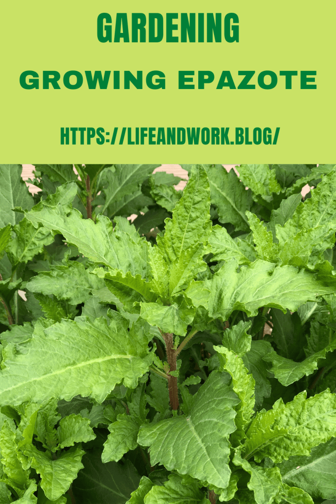 Growing Epazote