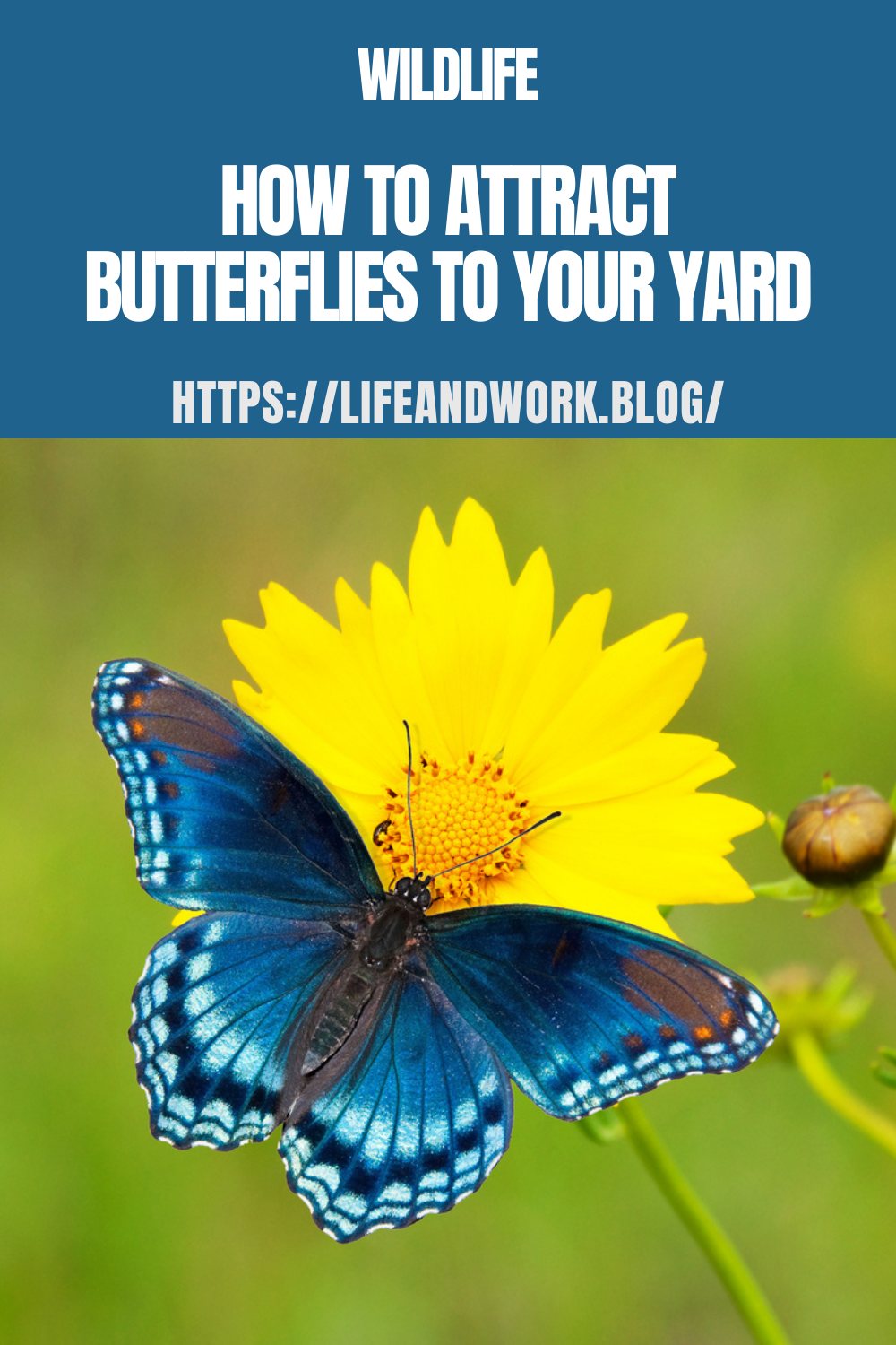How To Attract Butterflies To Your Yard