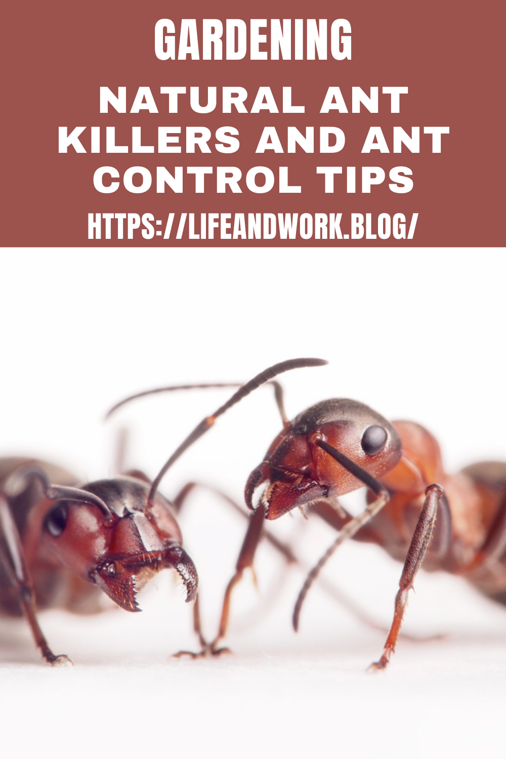 Natural Ant Killers And Ant Control Tips