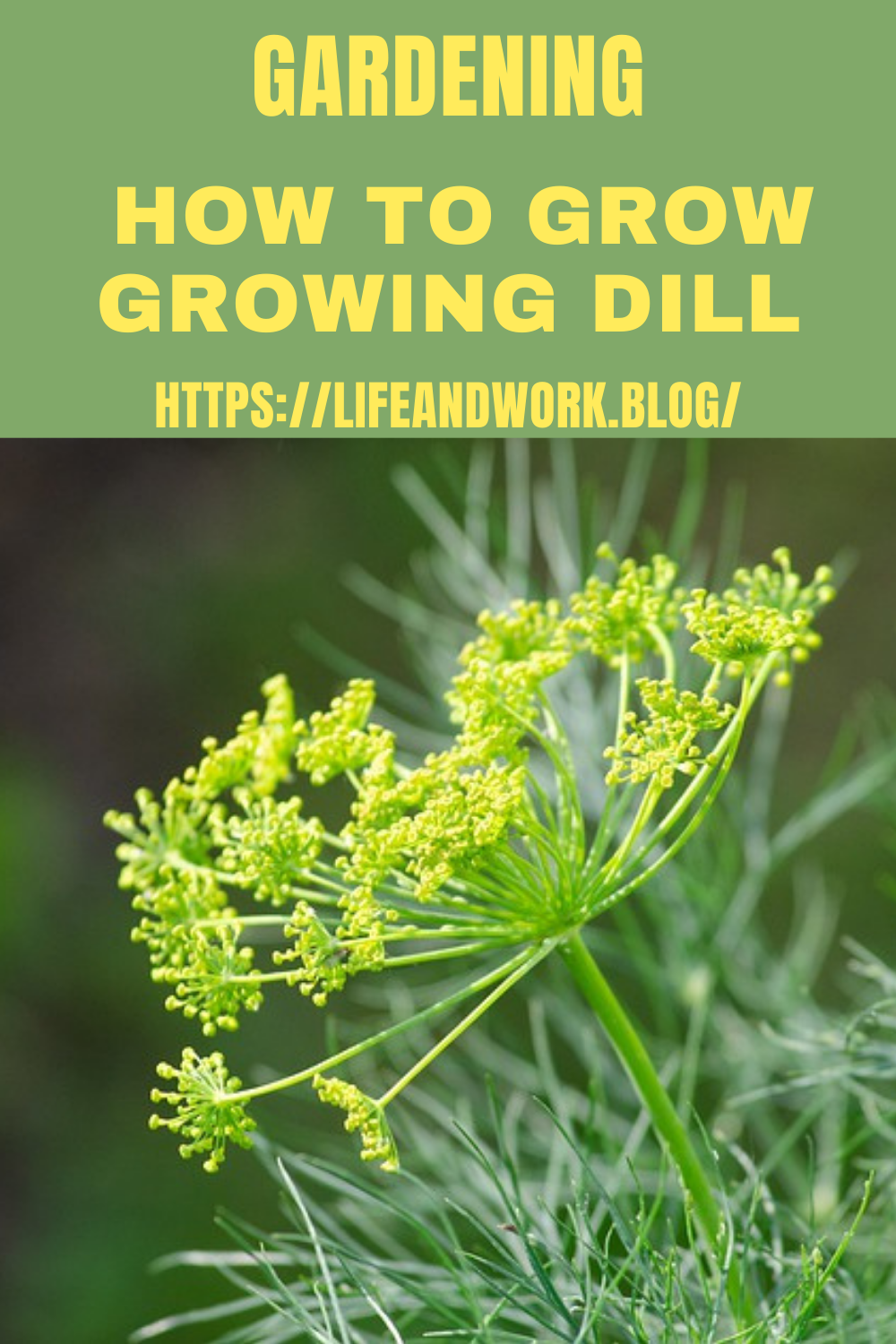 How to Grow Growing Dill