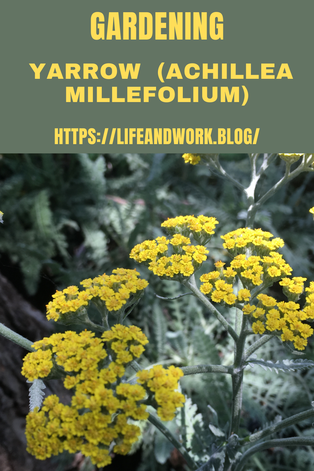 Gardening – Yarrow (Achillea millefolium)