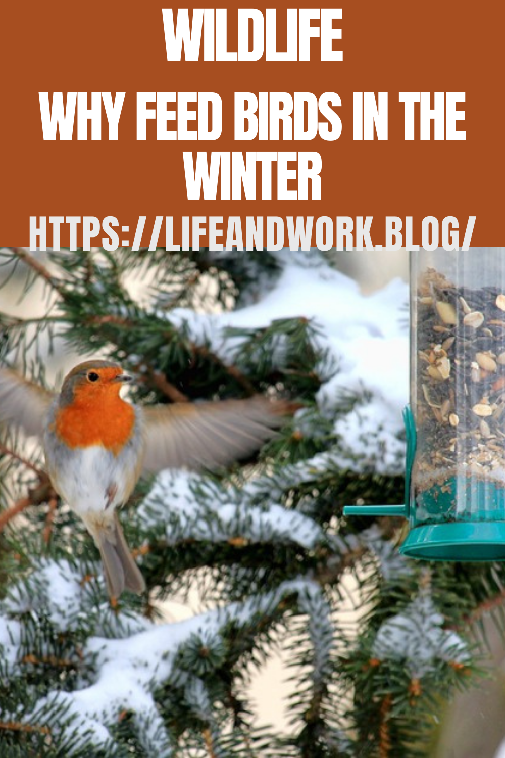 Wildlife – Why Feed Birds In The Winter