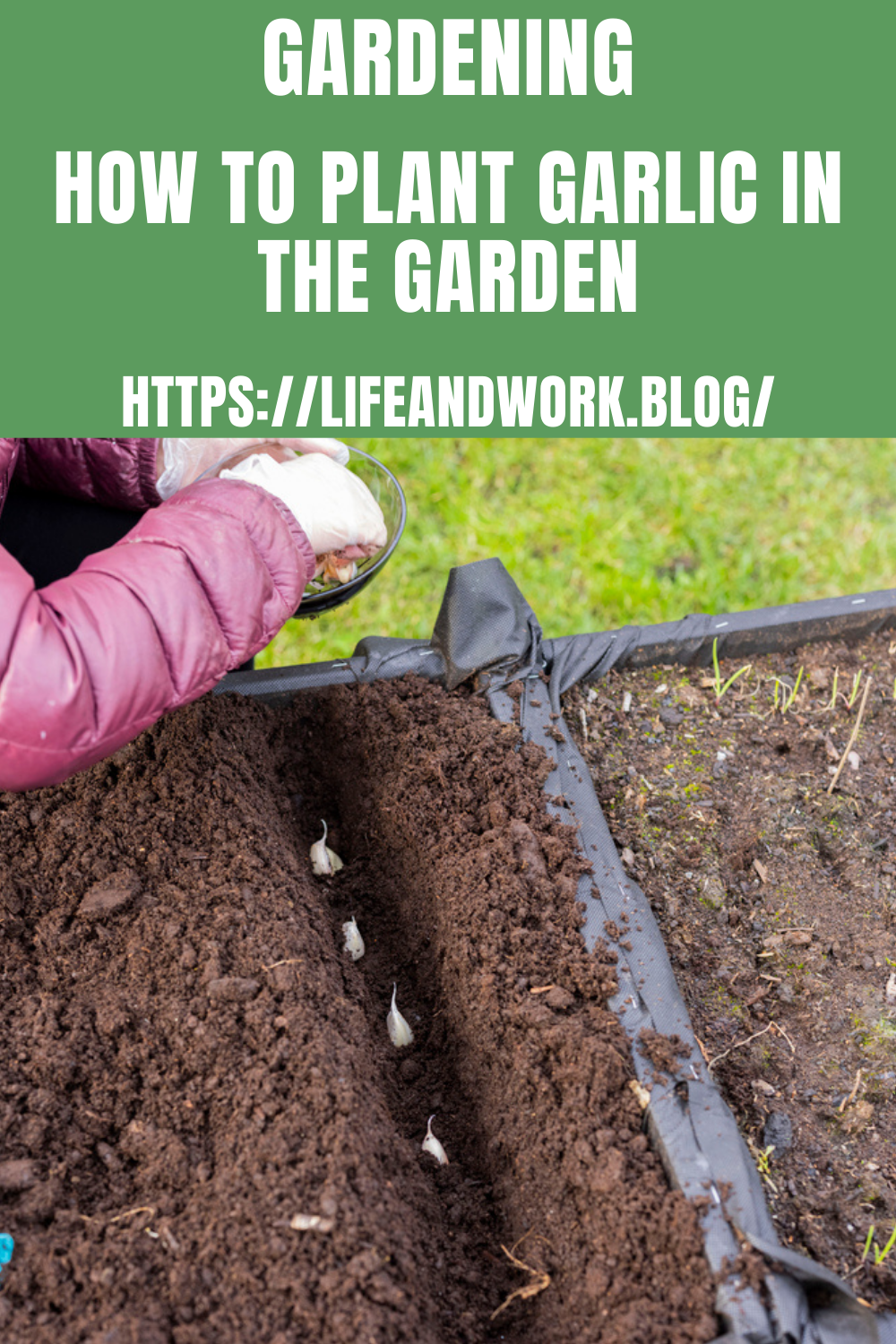 Garlic Planting Pattern How to Plant Garlic in the Garden
