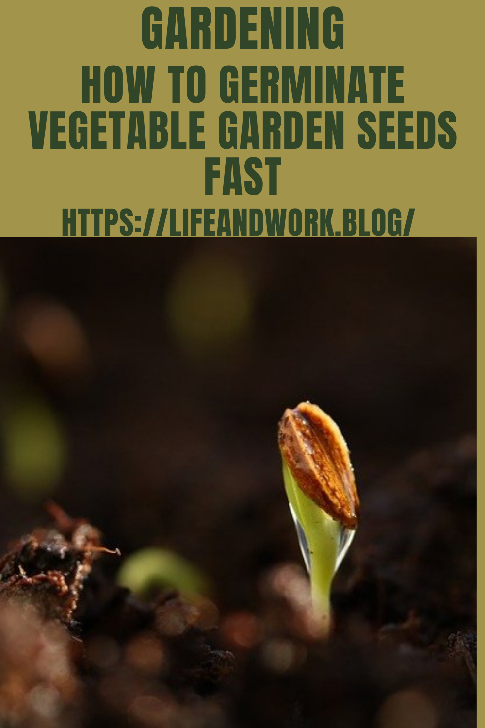 Gardening How to Germinate Vegetable Garden Seeds Fast