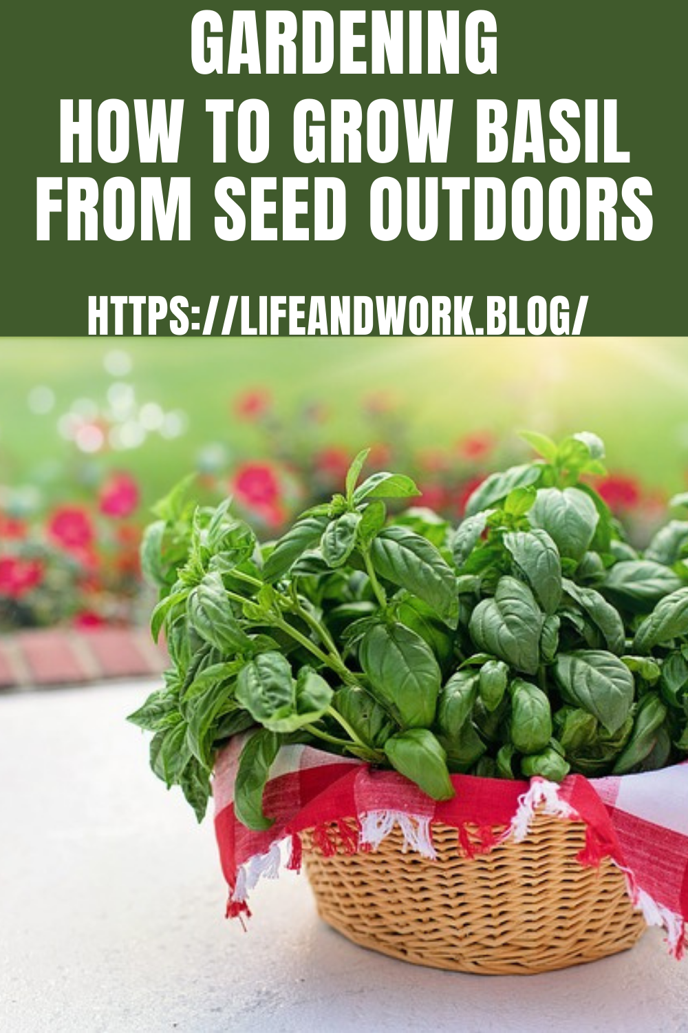 How to Grow Basil From Seed Outdoors