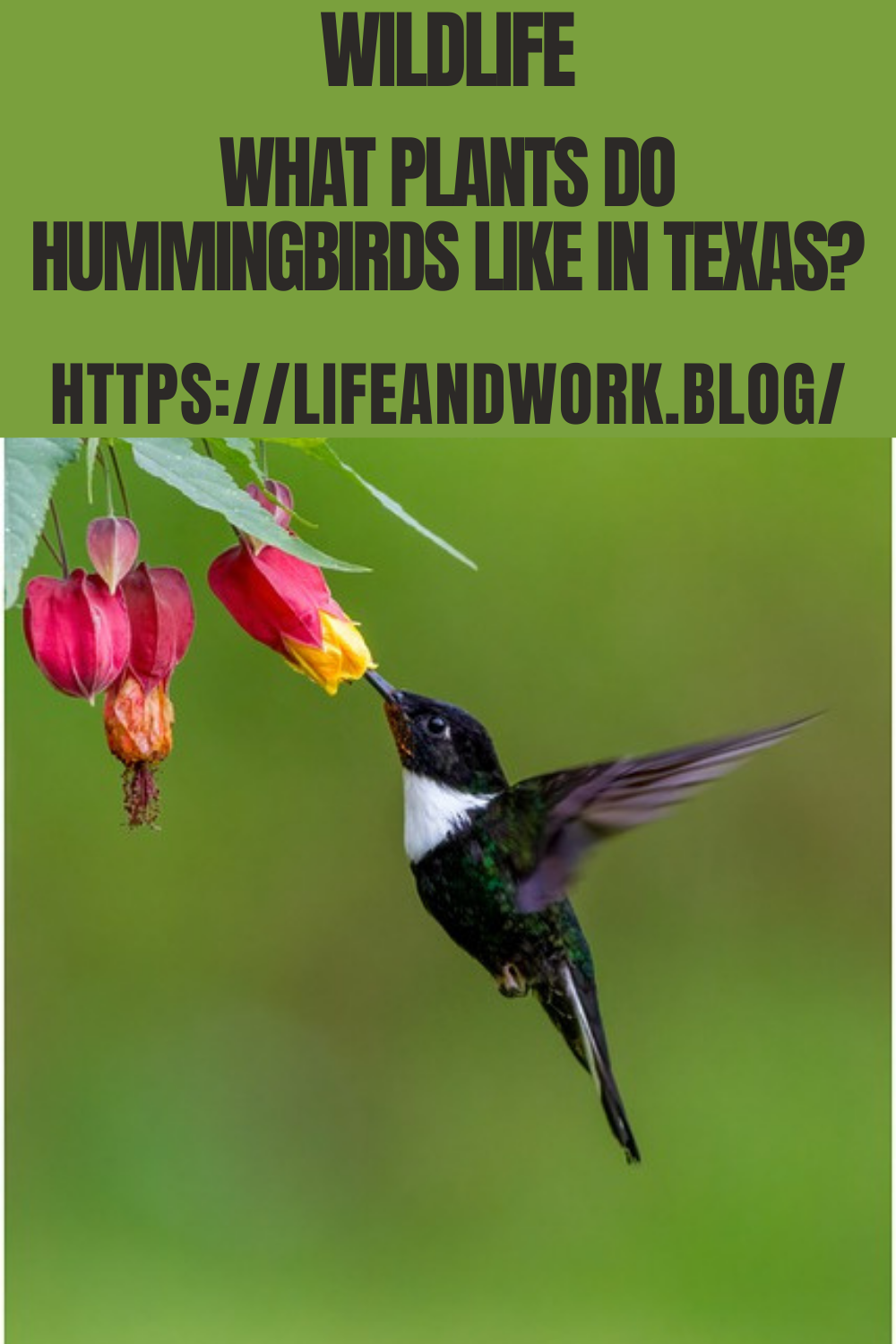 What Plants Do Hummingbirds Like in Texas?