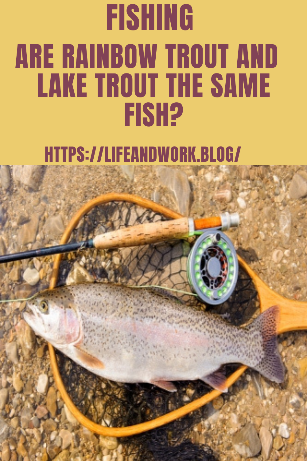 Are Rainbow Trout And Lake Trout The Same Fish?