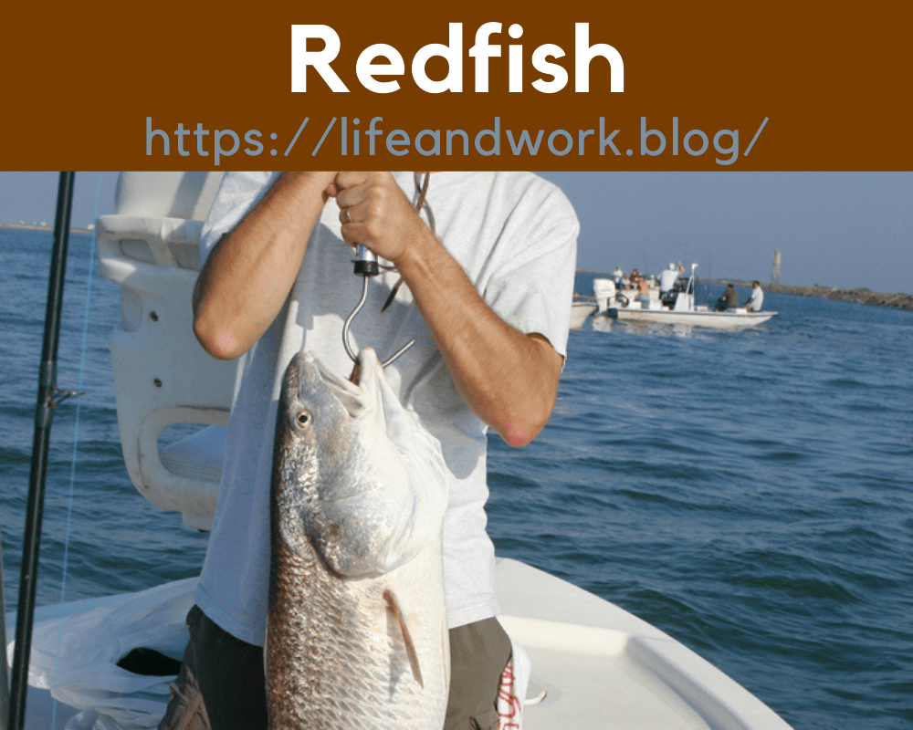 Great Tips To Catch Shallow Water Redfish