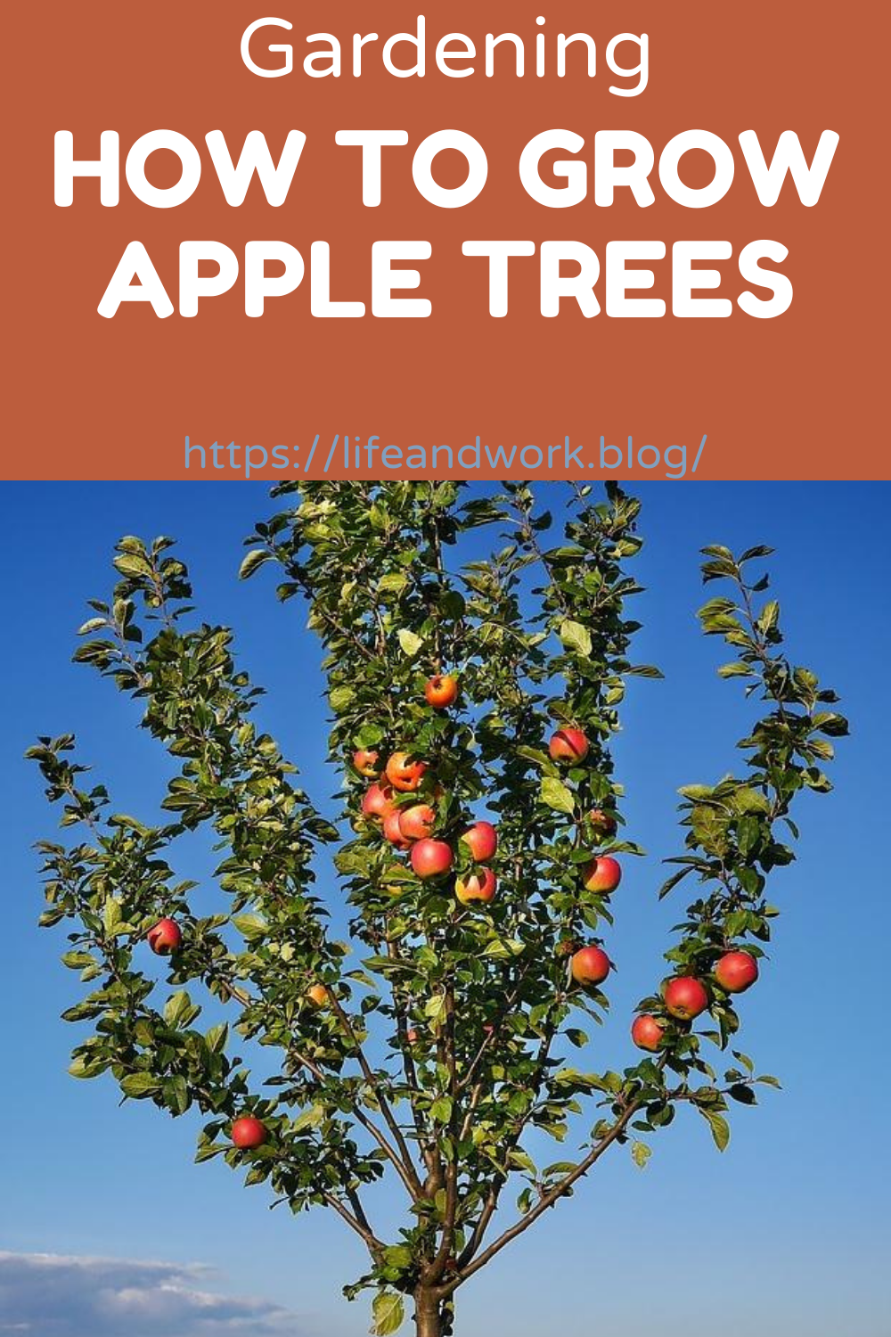 How To Grow Apple Trees