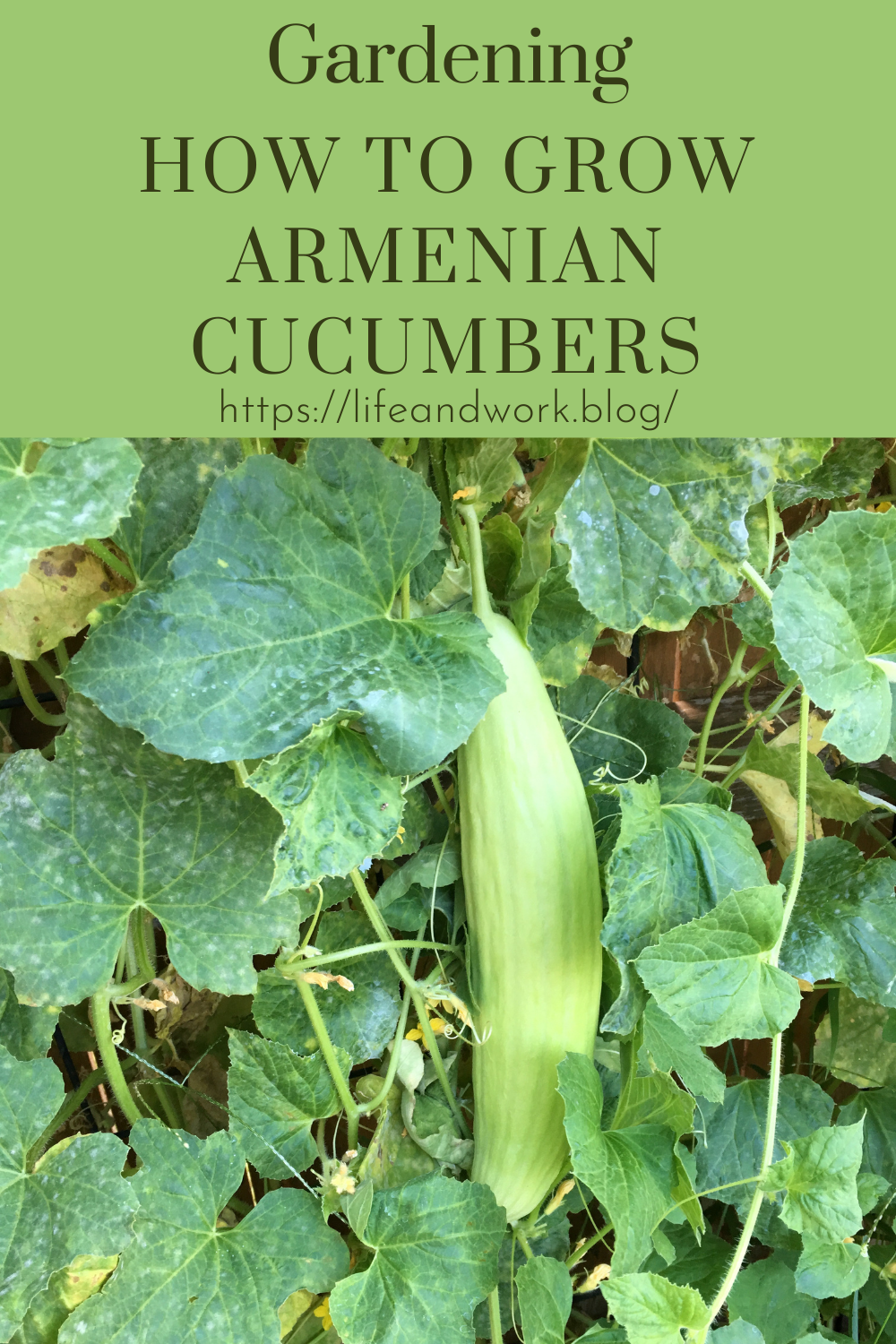 How To Grow Armenian Cucumbers