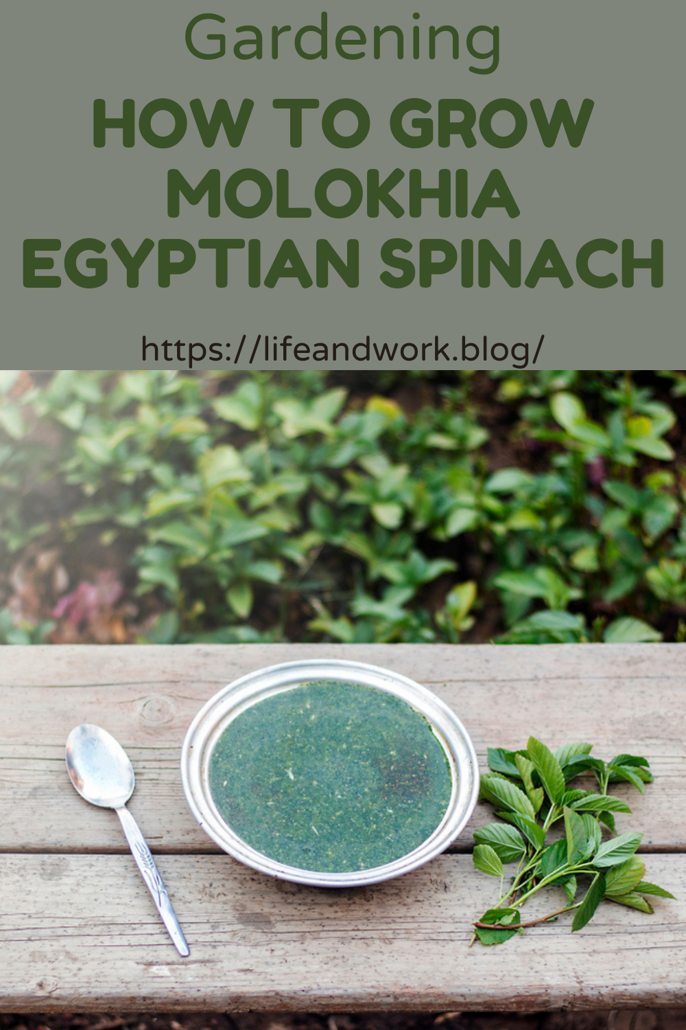 How to Grow Molokhia Egyptian Spinach