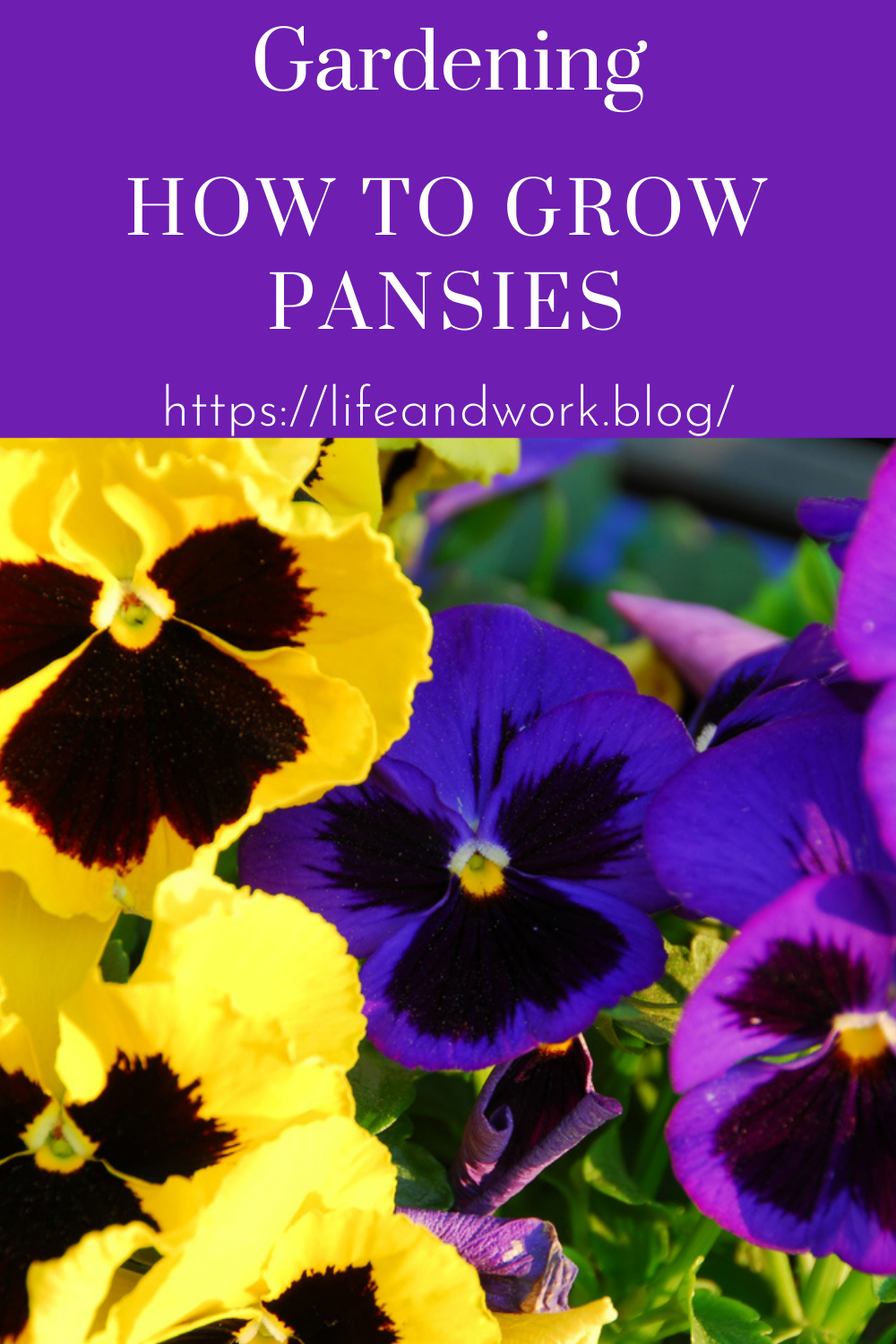 How To Grow Pansies