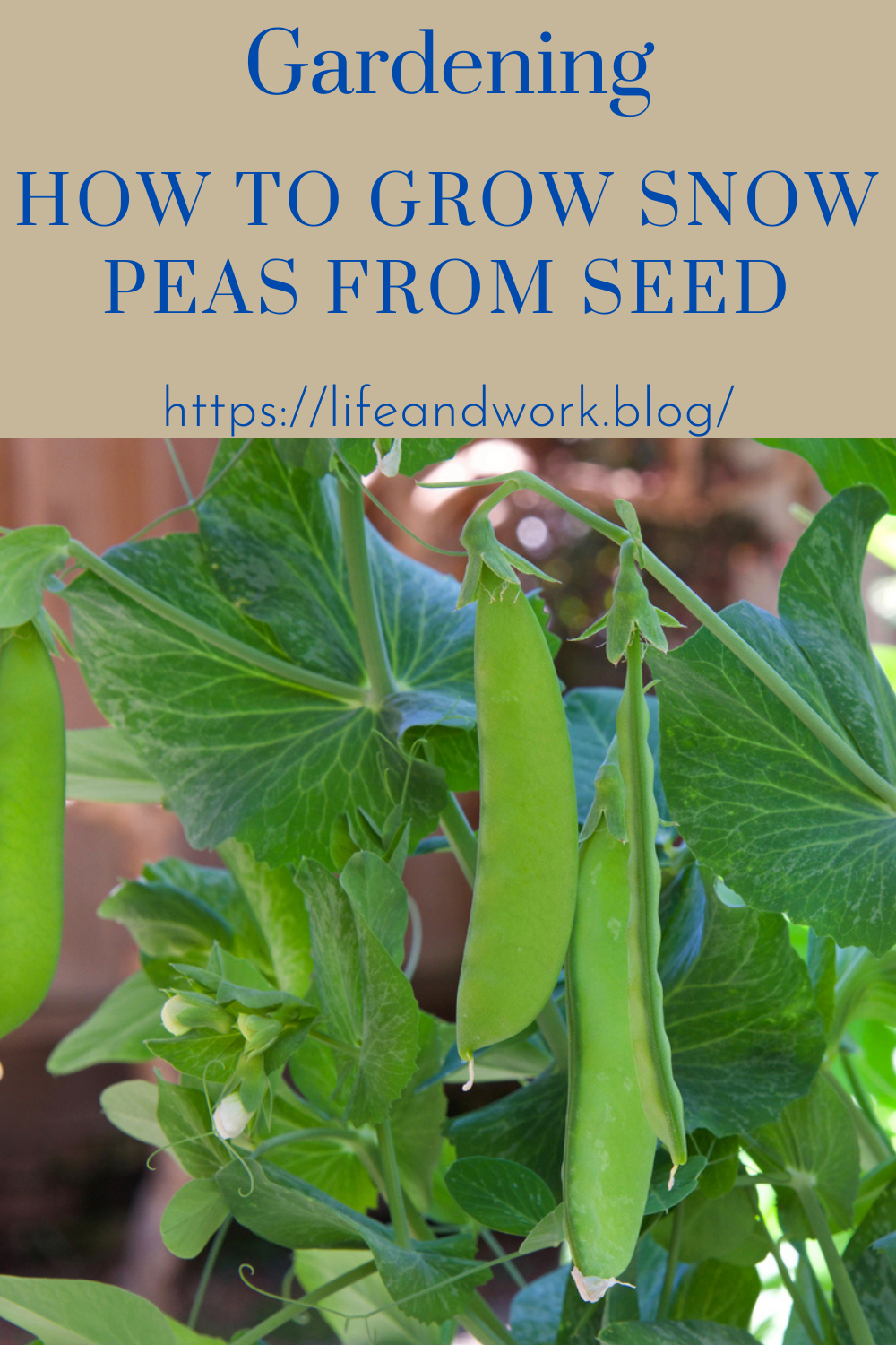 Gardening – How to Grow Snow Peas From Seed