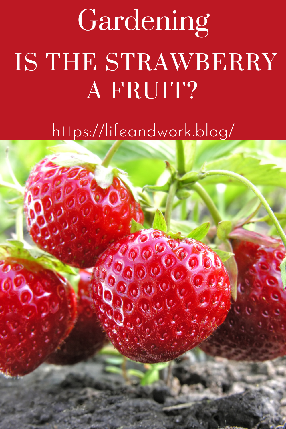 Is the Strawberry a Fruit?