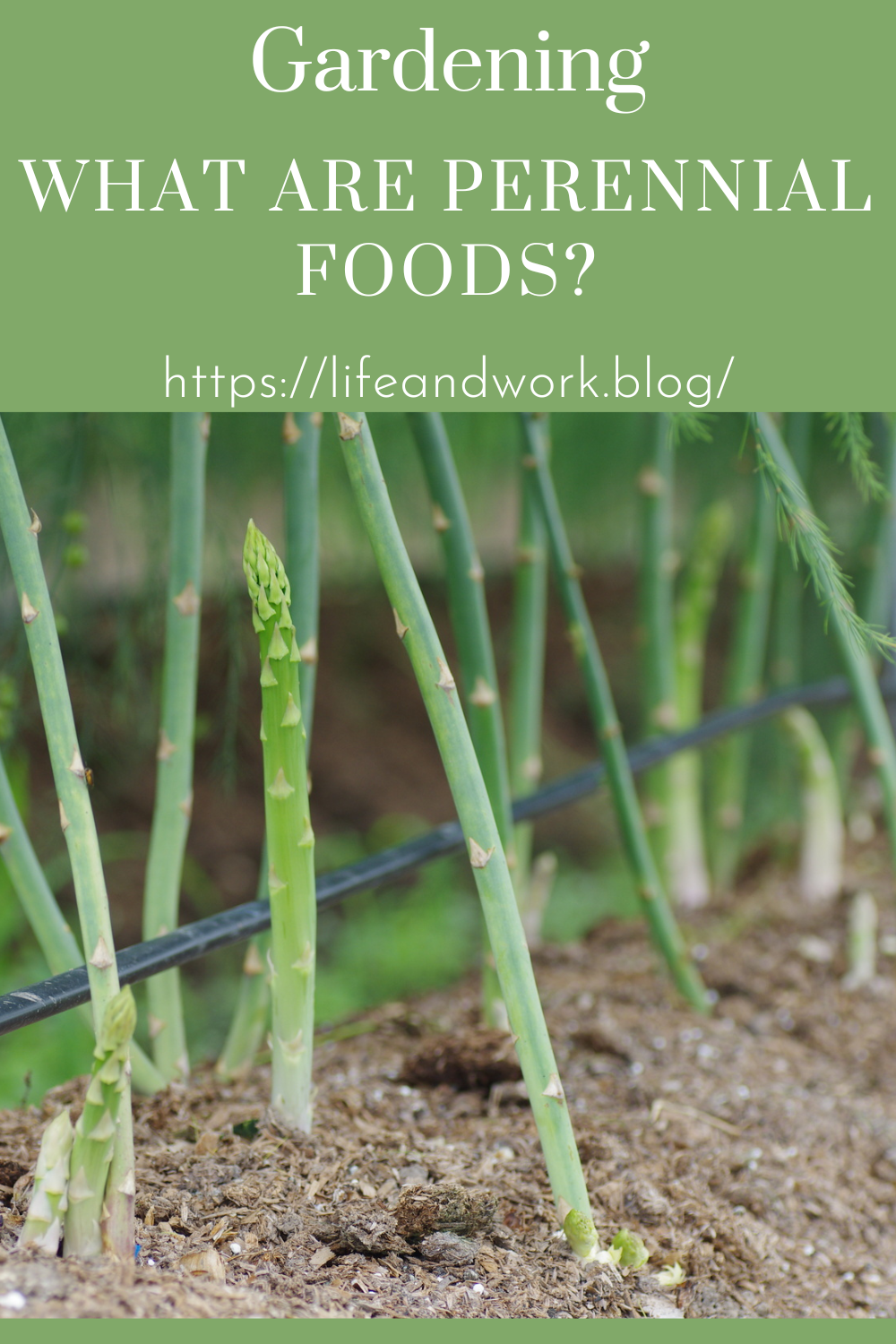 What Are Perennial Foods?