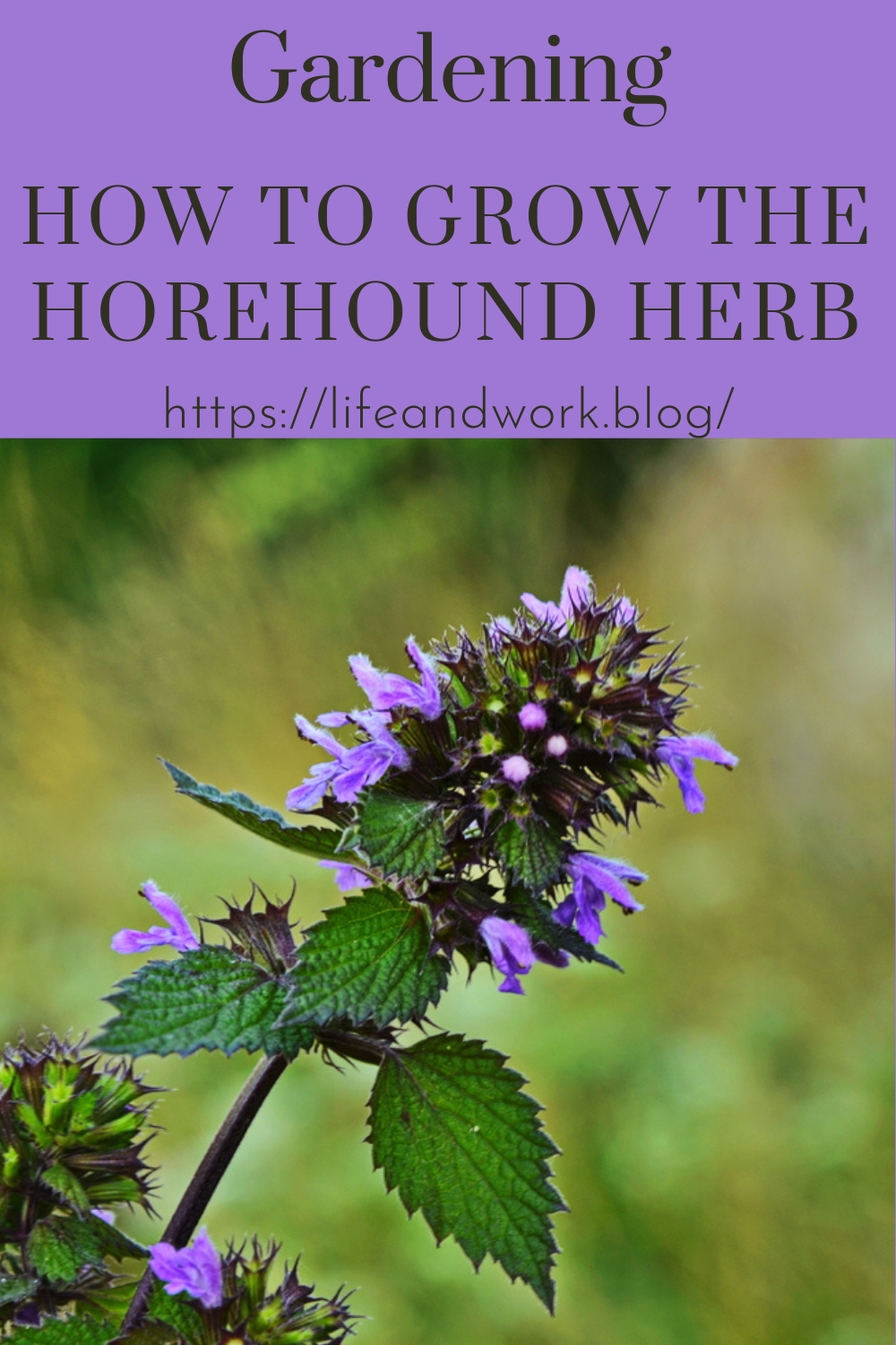 How To Grow The Horehound Herb