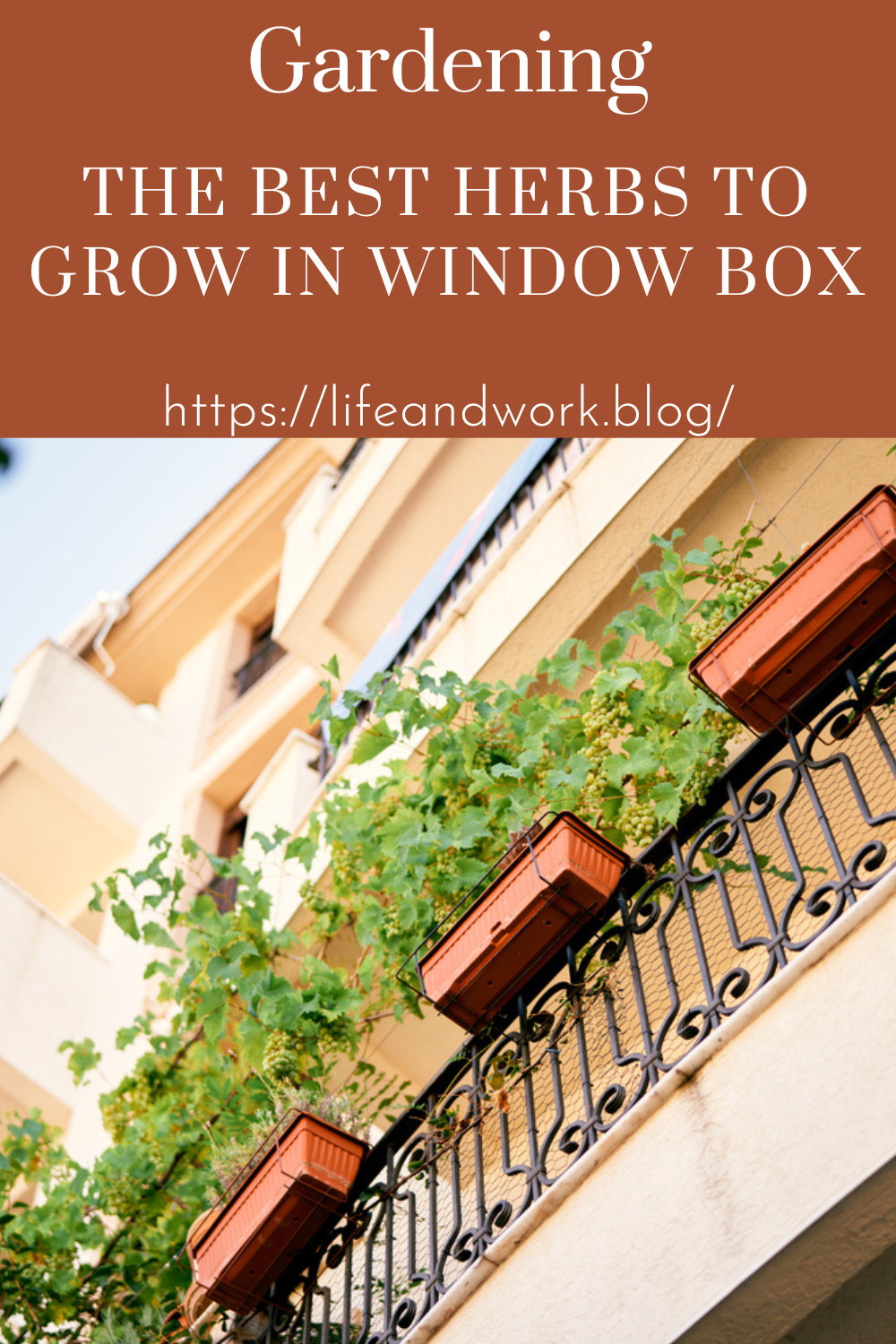 Here are some great herbs that you can grow in a window box.