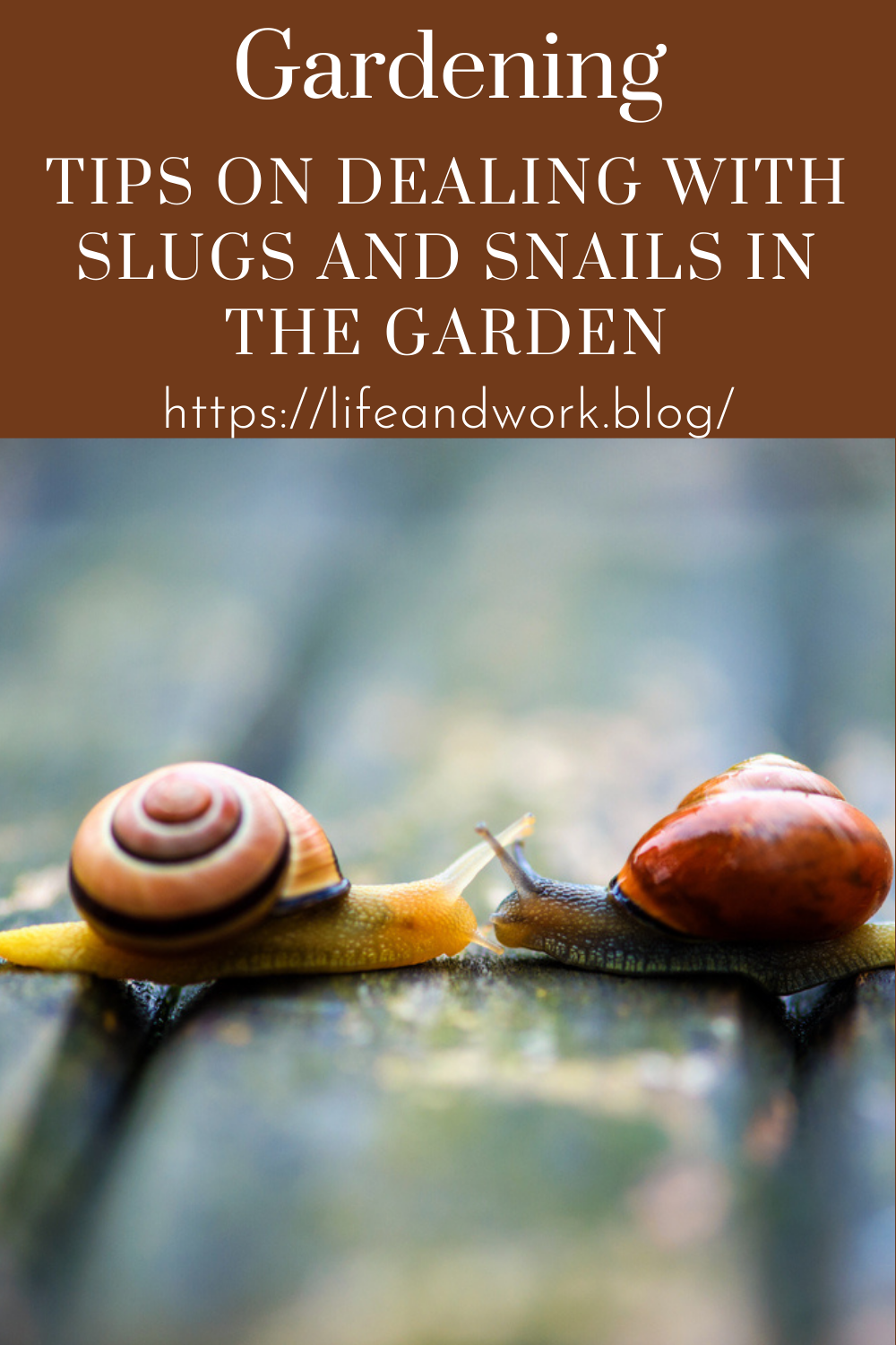 Tips on Dealing With Slugs and Snails in the Garden