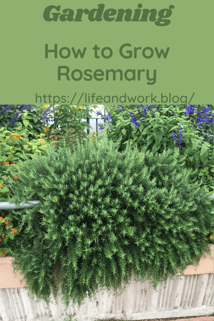How to Grow Rosemary