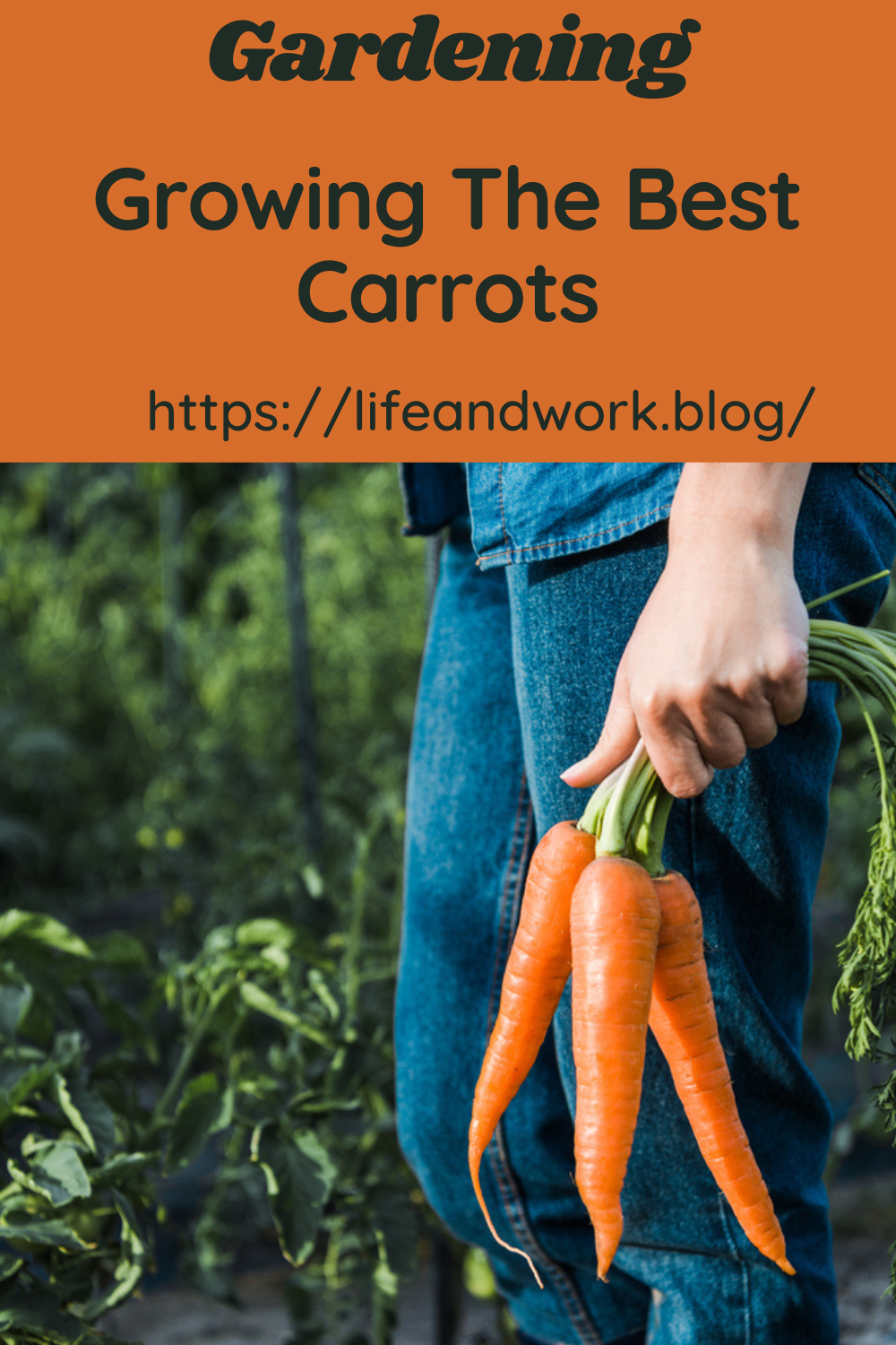 Growing The Best Carrots
