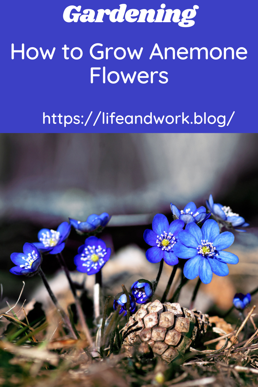 How to Grow Anemone Flowers