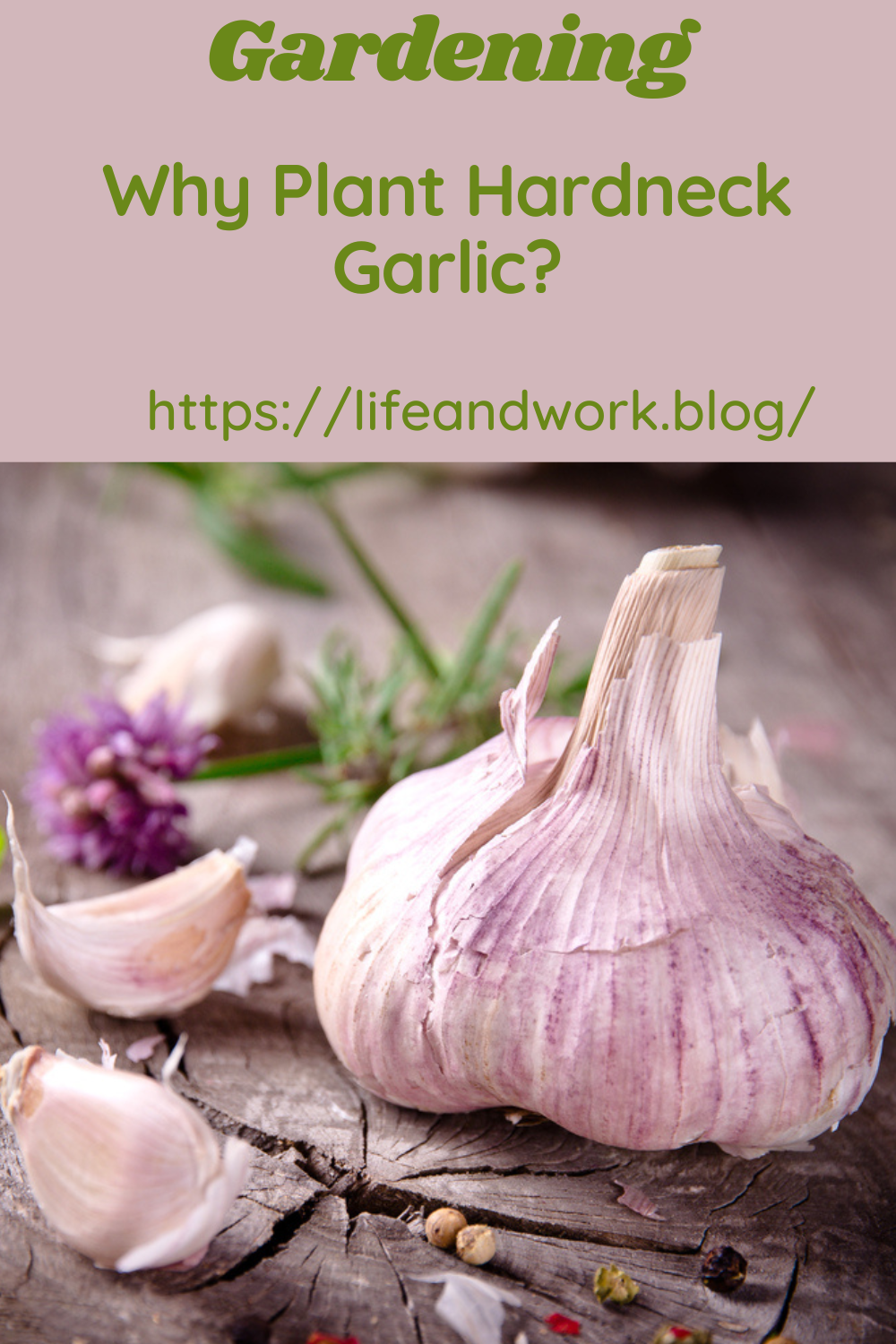 Why Plant Hardneck Garlic?