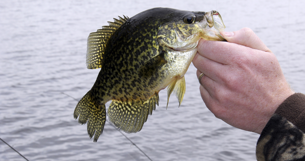 What Are Crappie Fish And Other Things To Know?