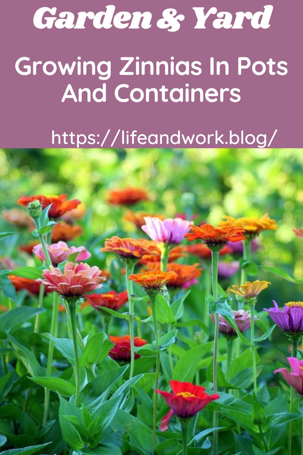 Growing Zinnias In Pots And Containers