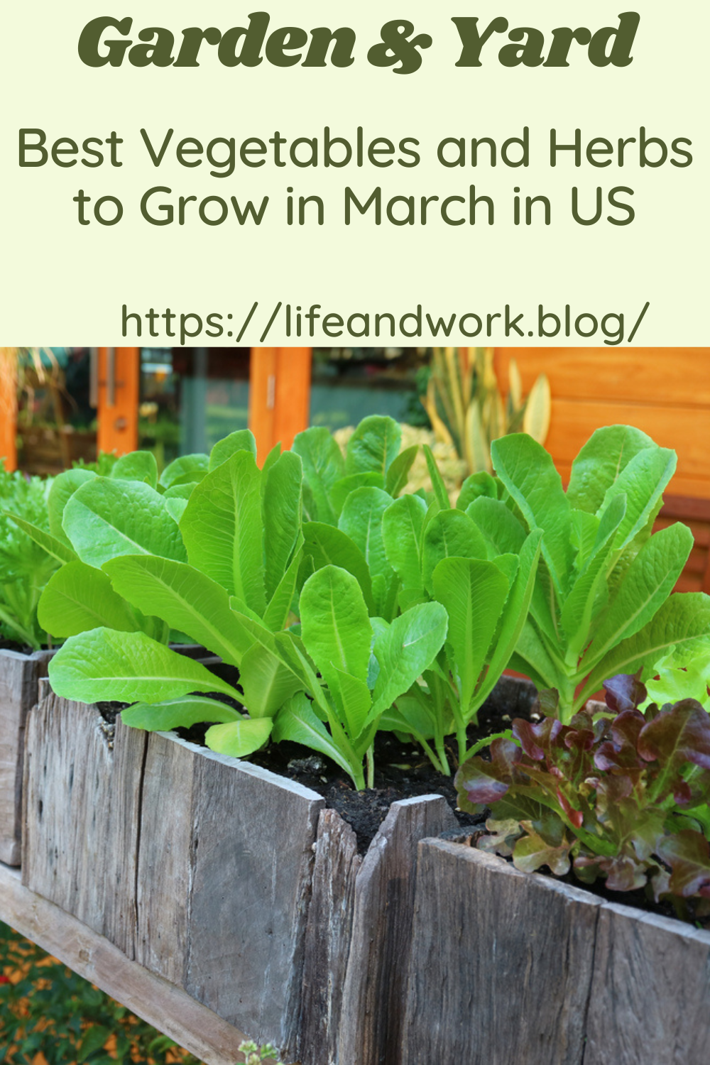 Best Vegetables and Herbs to Grow in March in US