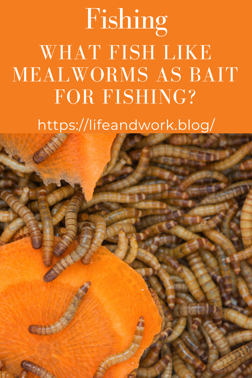 What Fish Like Mealworms As Bait For Fishing?