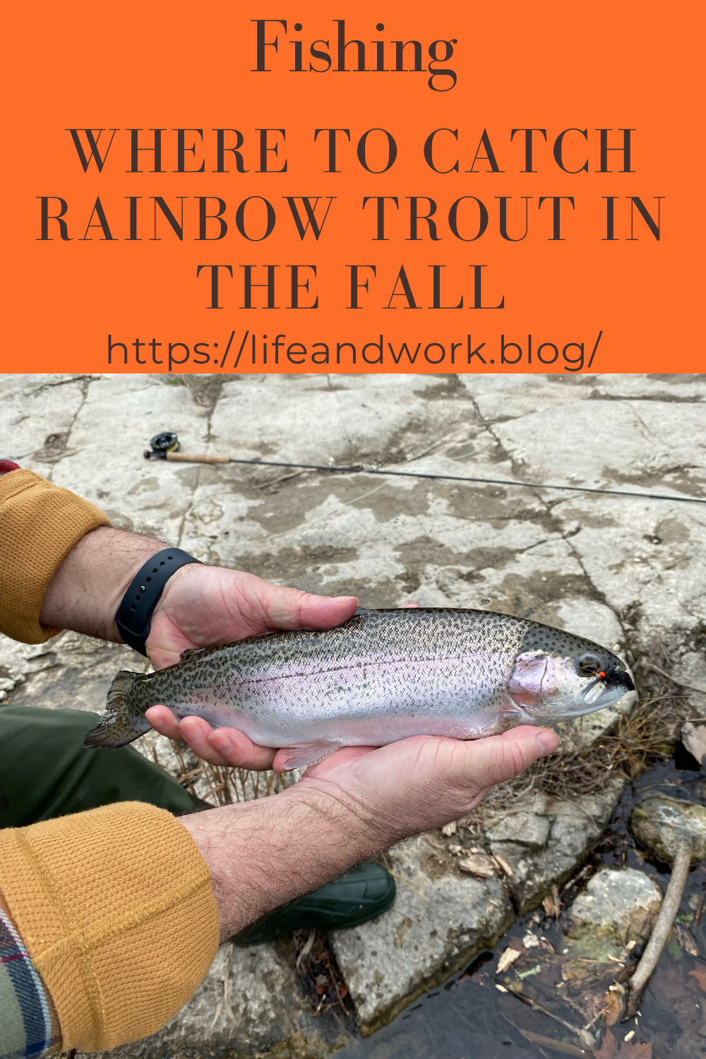Where To Catch Rainbow Trout In The Fall