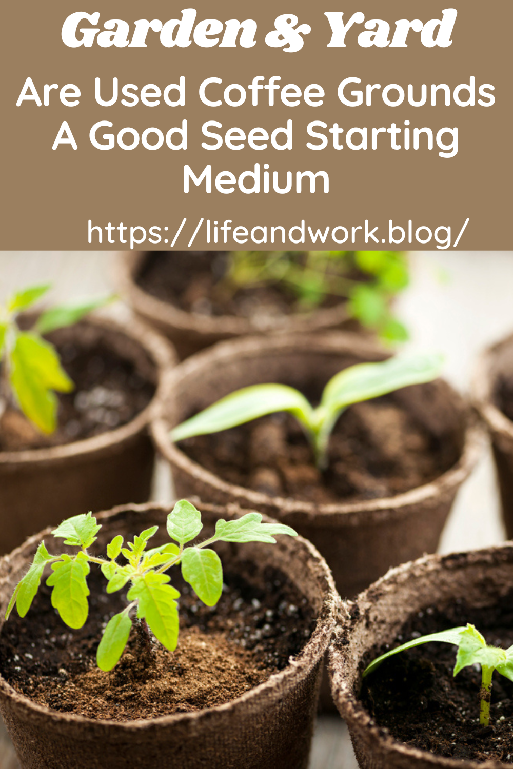 Are used coffee grounds a good seed starting medium