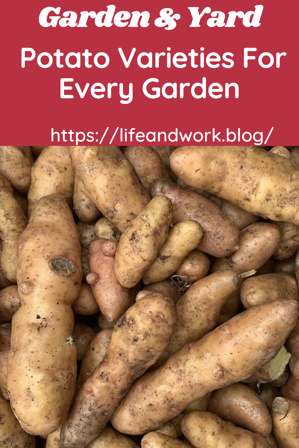 Potato Varieties For Every Garden