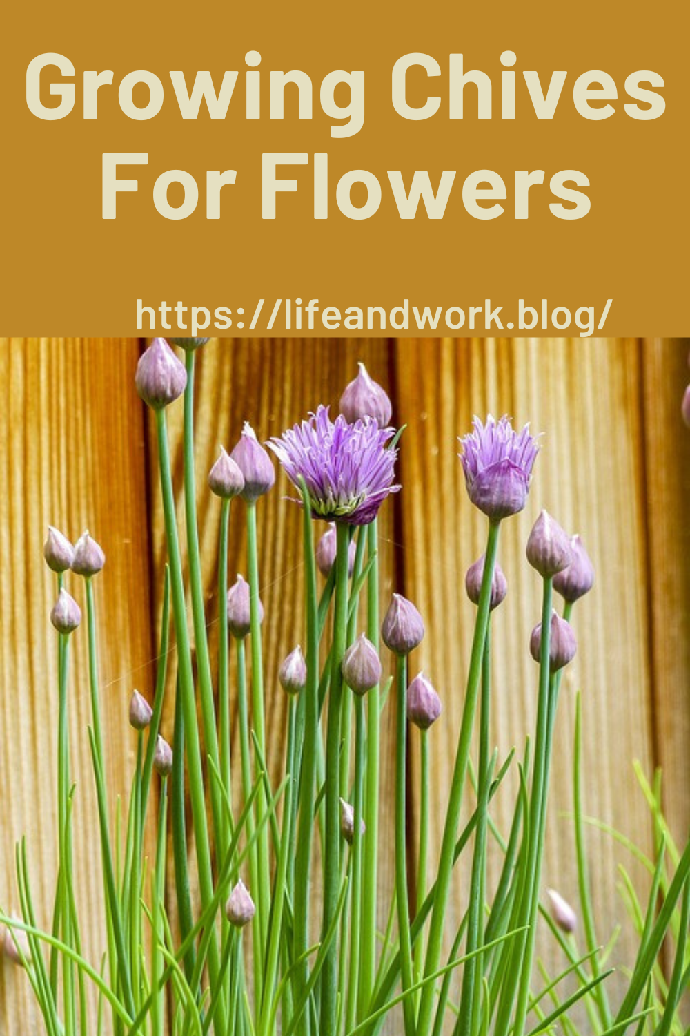 Growing Chives For Flowers