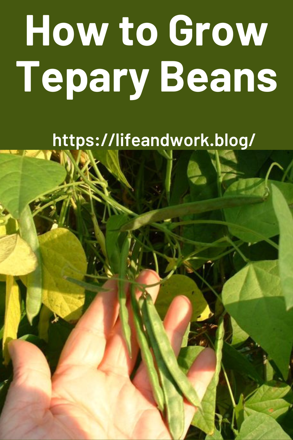 How to Grow Tepary Beans In Your Garden